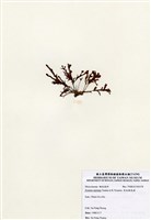 藏品(有柄褐扇藻)的圖片